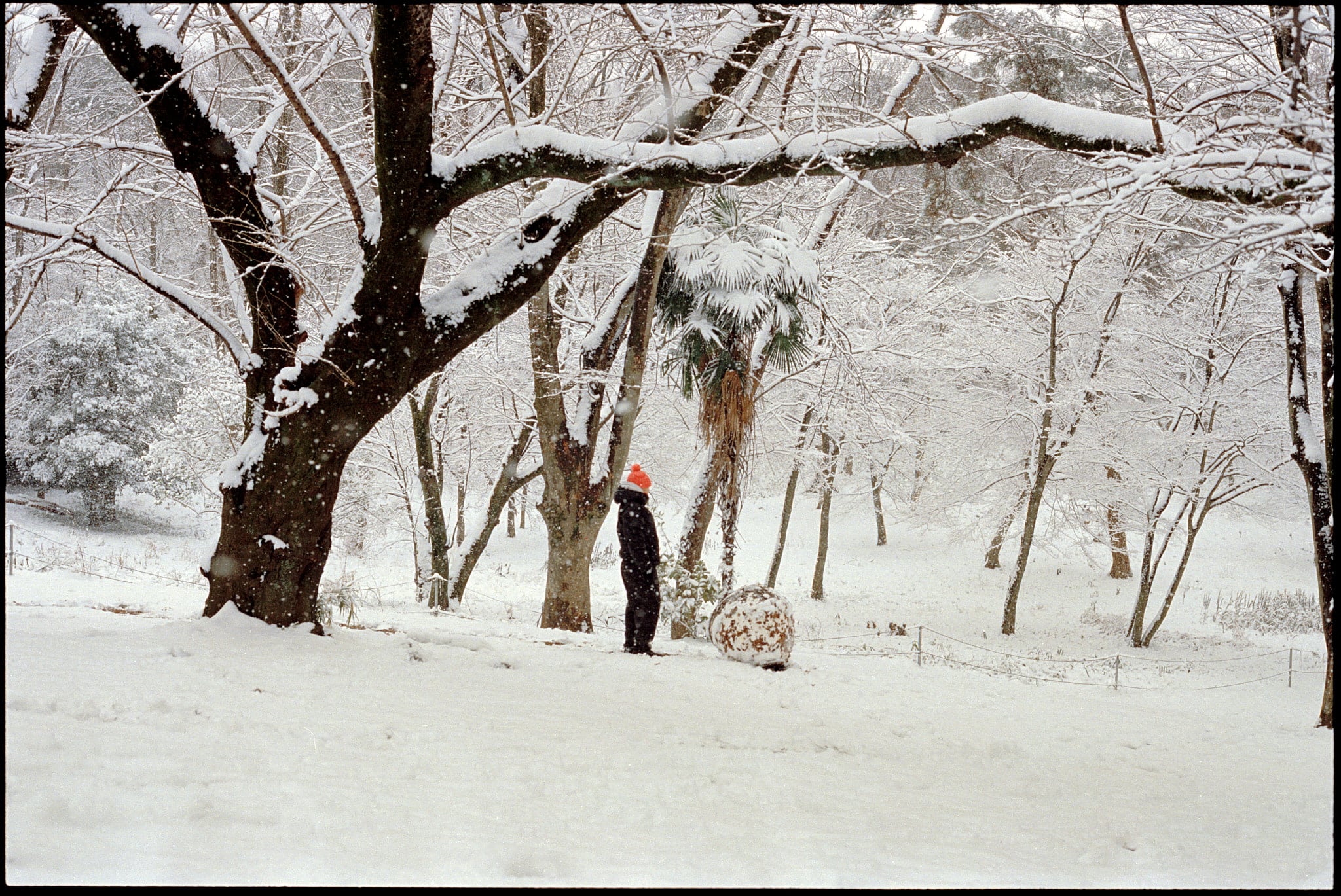 Shiro, image 9